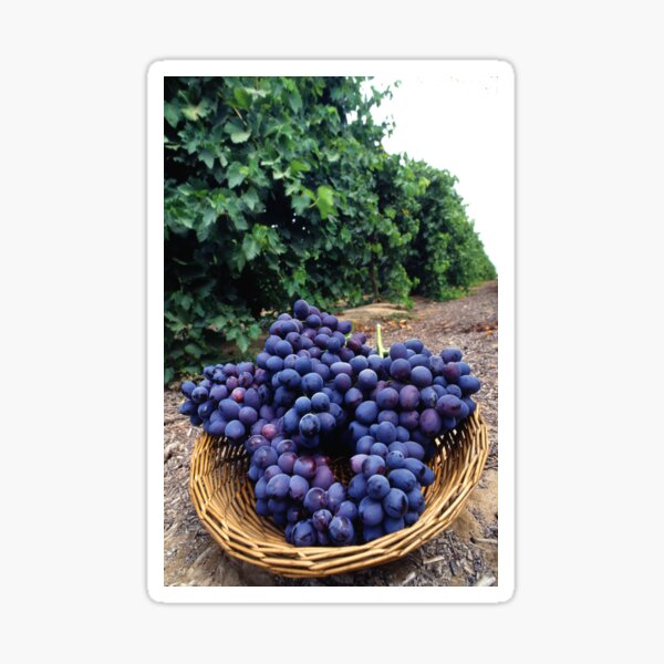 Grape Vineyard Sticker