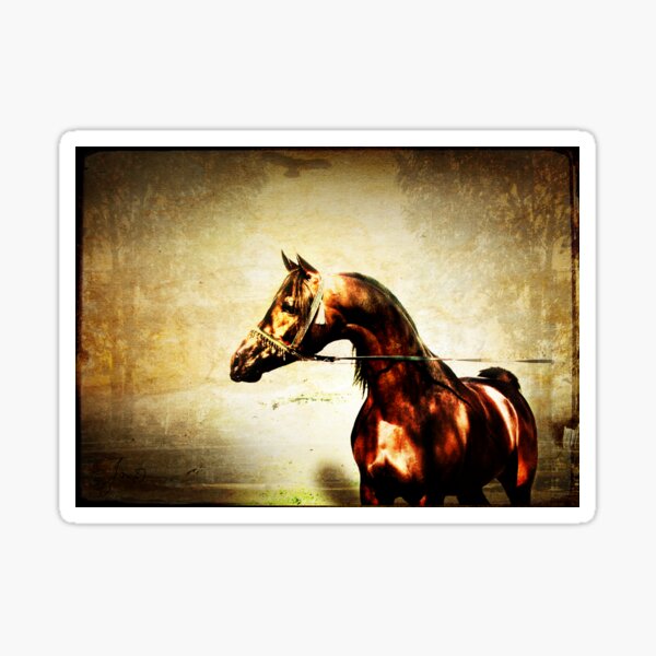 Bay Arabian Stallion Sticker