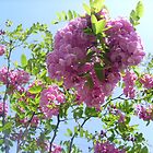 «Acacia-Robinia viscosa Venten» de Ana Belaj