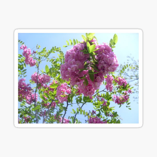 Item preview, Acacia-Robinia viscosa Venten designed and sold by Ana Belaj.