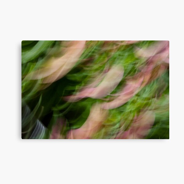 Pansies Canvas Print