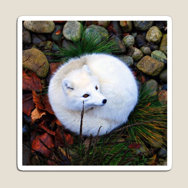 Arctic Fox Gifts Merchandise Redbubble - white fox tail roblox