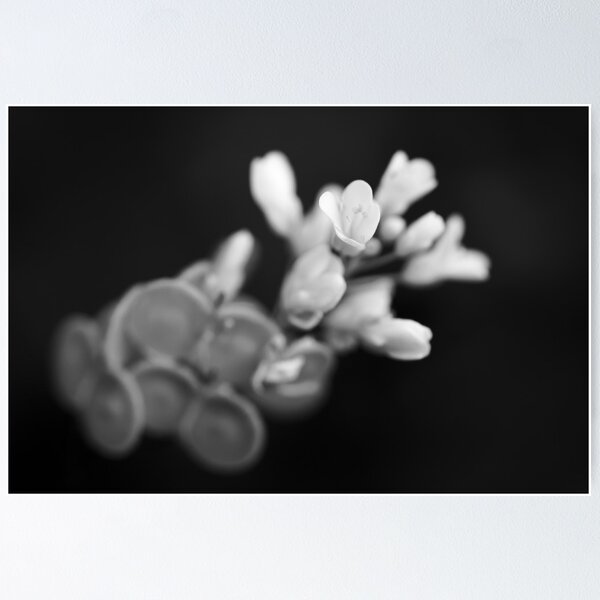 Item preview, unfolding discs designed and sold by Ralph  Weidne.