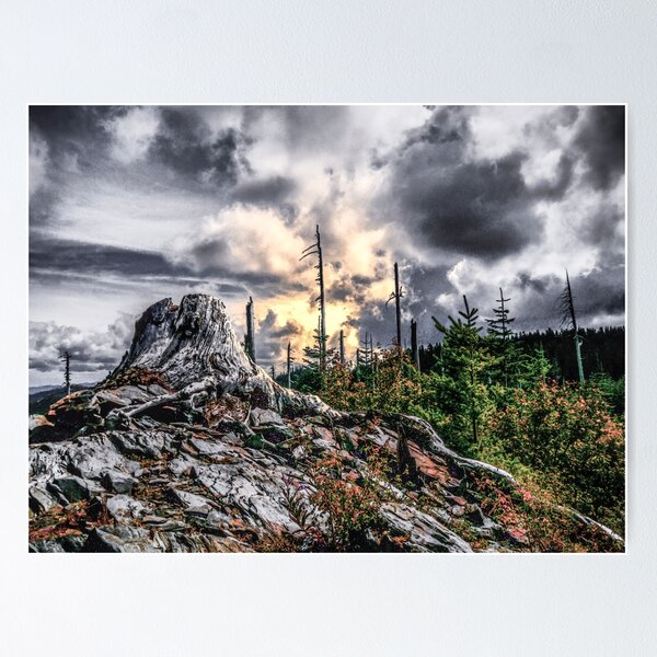 Item preview, The Old Stump designed and sold by Charles & Patricia   Harkins ~ Picture Oregon.