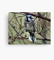 Pretty in Blue Canvas Print