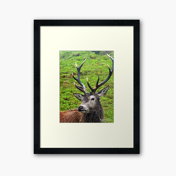 Dick_Turnip #3 Framed Art Print
