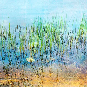 Artwork thumbnail, Shallow Reeds by John Rivera