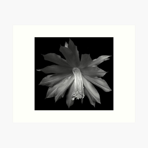 Item preview, Cactus Flower designed and sold by Carol Bleasdale.