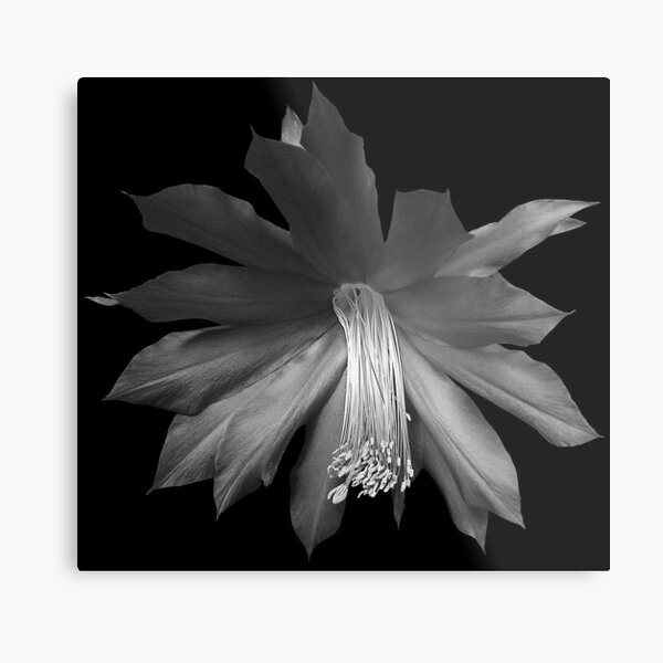Item preview, Cactus Flower designed and sold by Carol Bleasdale.