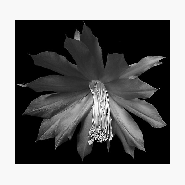 Item preview, Cactus Flower designed and sold by Carol Bleasdale.