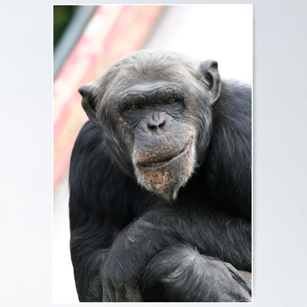 Item preview, Chimpansee designed and sold by wingsyves.