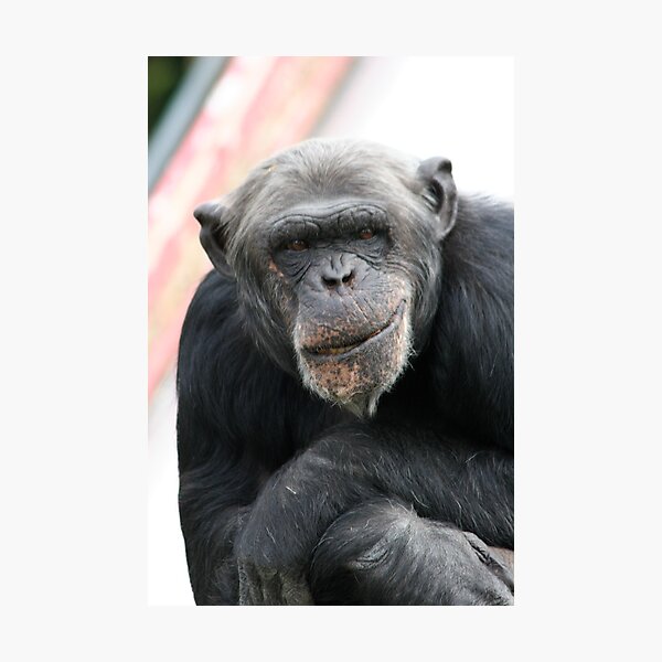 Item preview, Chimpansee designed and sold by wingsyves.