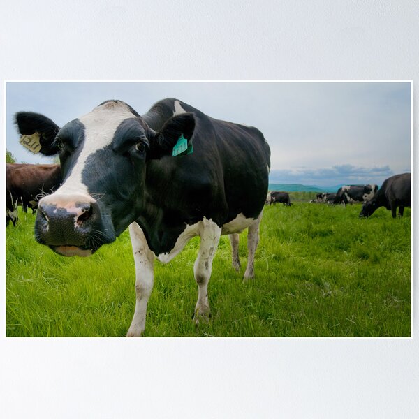 Item preview, Curious Cow designed and sold by Mandy Wiltse.