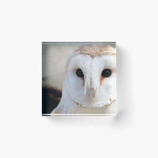 Item preview, Rustic Barn Owl Bird Modern Country Modern Cottage Chic Matted Picture USA A512 designed and sold by byNicol.