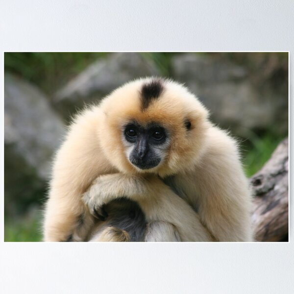 Item preview, Gibbon designed and sold by wingsyves.
