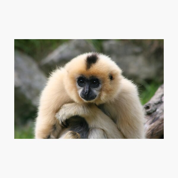 Item preview, Gibbon designed and sold by wingsyves.