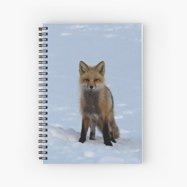 Colorado Red Fox in Spring Snow,ellanbethia, photography Spiral Notebook