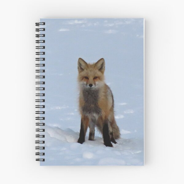 Item preview, Colorado Red Fox in Spring Snow,ellanbethia, photography designed and sold by HeartsFlourish.
