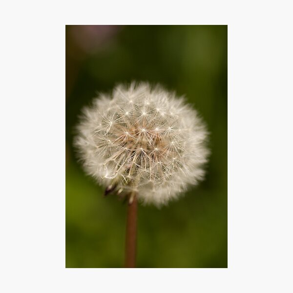 Dandelion seed head Photographic Print
