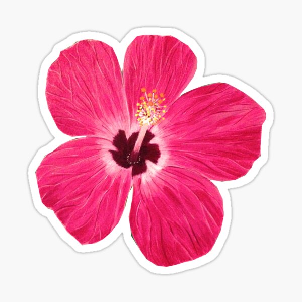 Pink Hibiscus Sticker