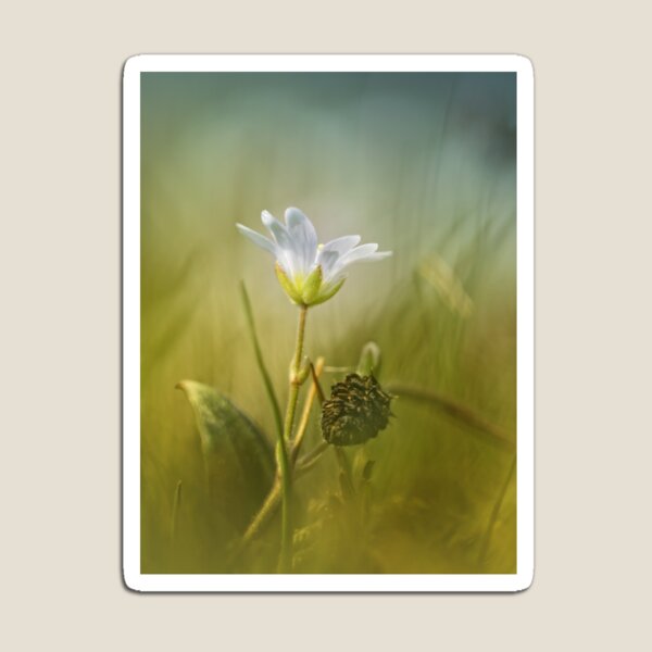 Item preview, Cerastium fontanum subsp. vulgare  designed and sold by Bob Daalder Photography.