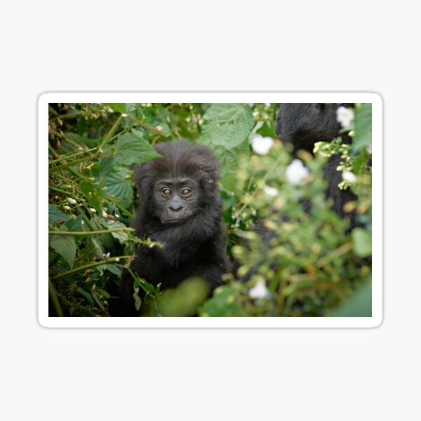 Gorilla beringei beringei Sticker