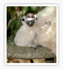 Baby sifaka Sticker
