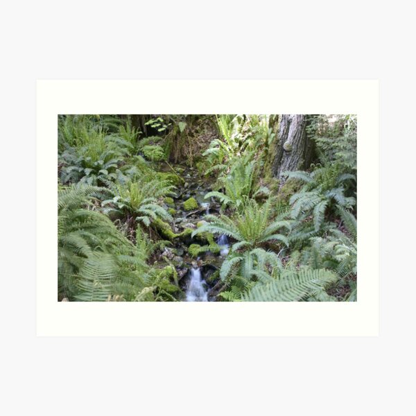 Mountain Stream with Ferns and Sunlight Art Print
