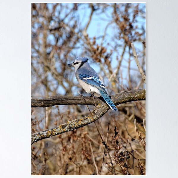 Item preview, Bluejay - Shirley's Bay, Ottawa, ONT Canada designed and sold by Tracey  Dryka.