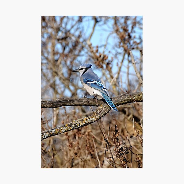 Item preview, Bluejay - Shirley's Bay, Ottawa, ONT Canada designed and sold by Tracey  Dryka.