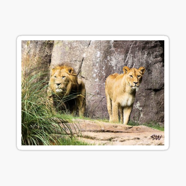 Item preview, Lions designed and sold by swat.