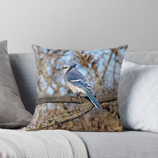 Item preview, Bluejay - Shirley's Bay, Ottawa, ONT Canada designed and sold by Tracey  Dryka.
