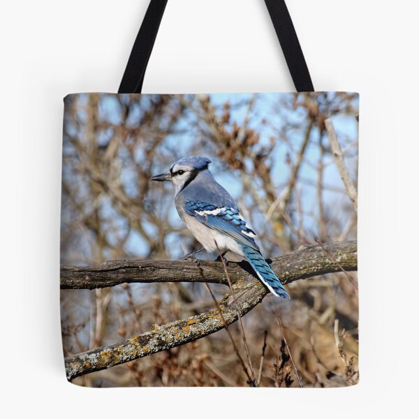 Artikelvorschau, Bluejay - Shirley's Bay, Ottawa, ONT Canada entworfen und verkauft von Tracey Dryka.