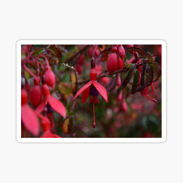 Item preview, Dewy Irish Fuschia designed and sold by Maigen1266.