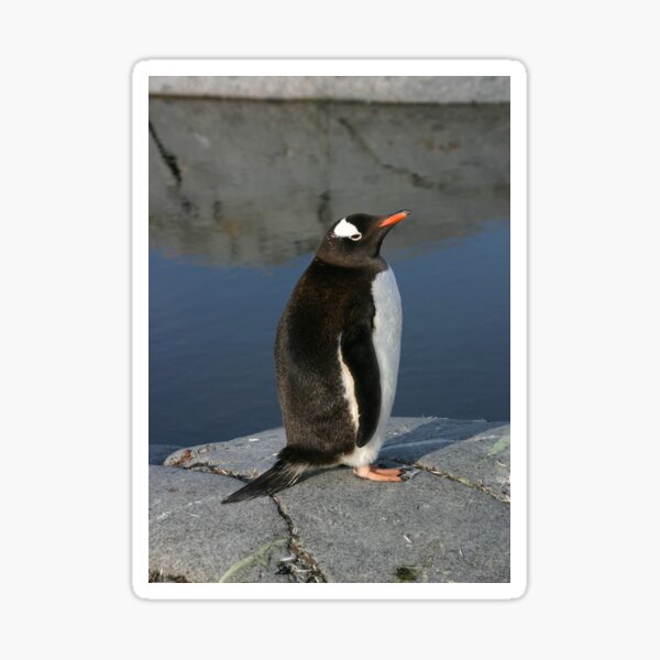 Item preview, Gentoo Penguin  designed and sold by BravuraMedia.