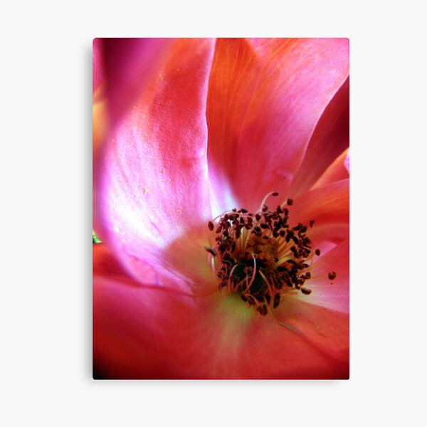 Rose Canvas Print