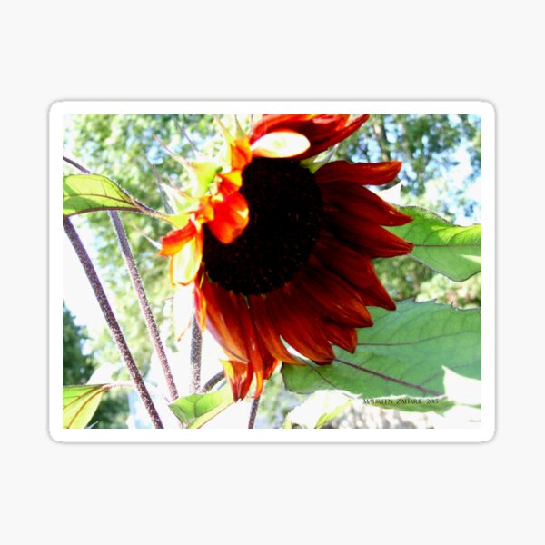 Aperçu de l'œuvre sunflower créée et vendue par Maureen Zaharie.