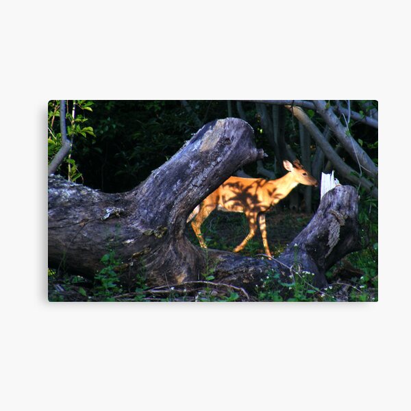 He's got the handsome urban deer...in His hands Canvas Print