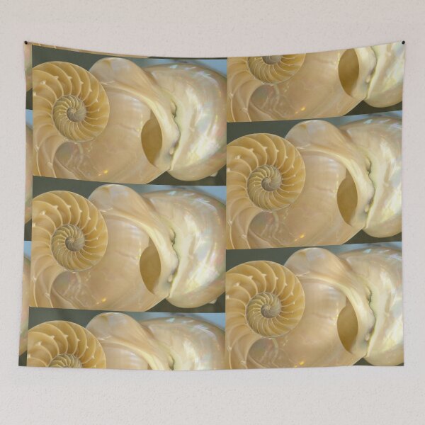 Item preview, Nautilus Shell Cut in Half designed and sold by 2CrabbySisters.