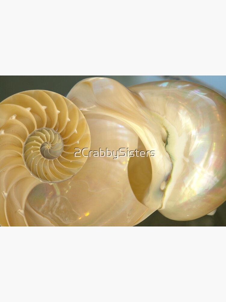 "Nautilus Shell Cut in Half" Sticker by 2CrabbySisters Redbubble