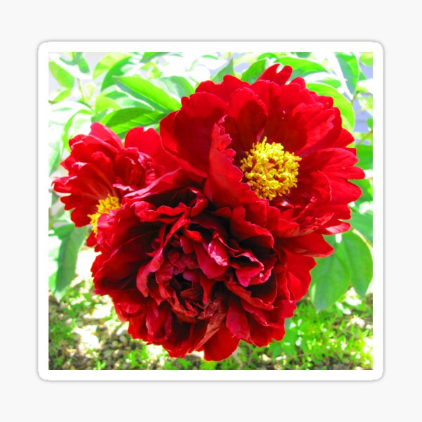 Peony Flower Trio Sticker