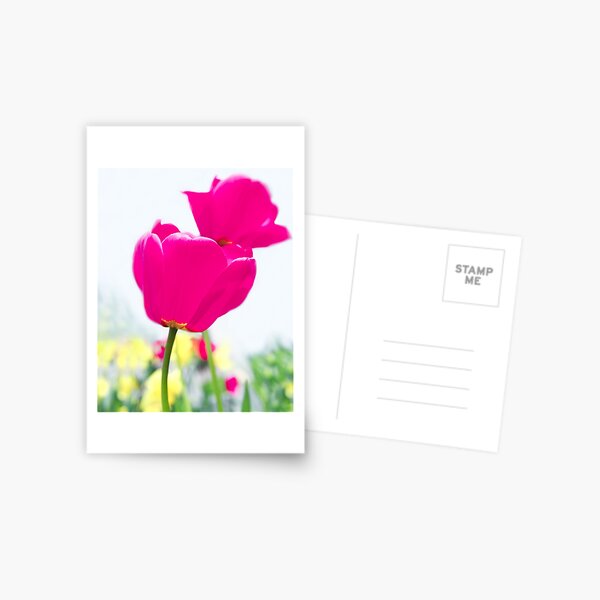 Hot Pink Prelude Postcard