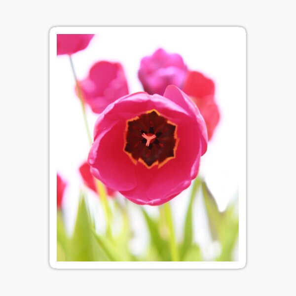 Bright Beginnings Sticker