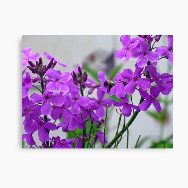 Weed? What Weed? Canvas Print