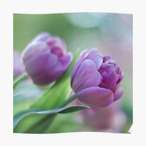 Breathing silence Poster