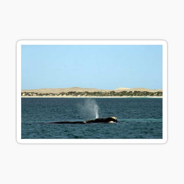 Item preview, Whales at Fowler's Bay, South Australia. designed and sold by elphonline.