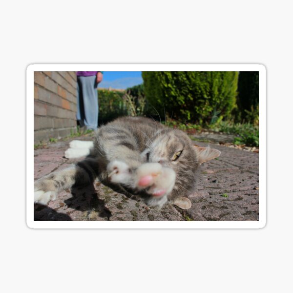 Tabby cat lying on garden path Sticker