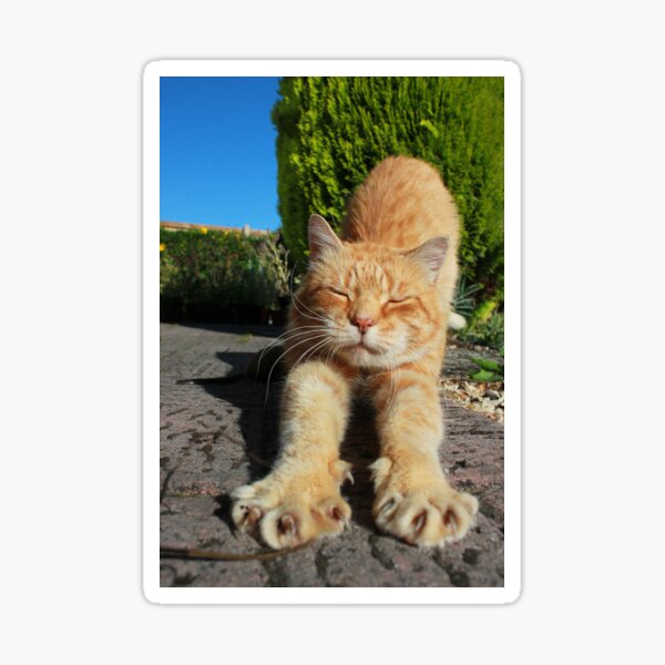 Ginger cat stretching on garden path Sticker