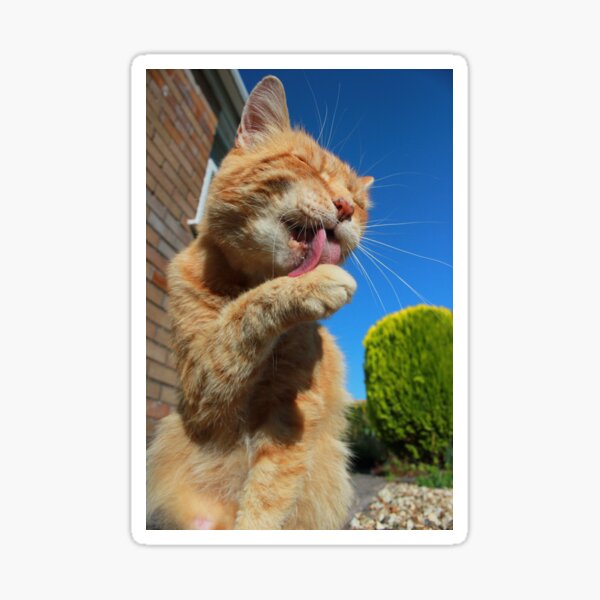 Ginger cat licking paw Sticker