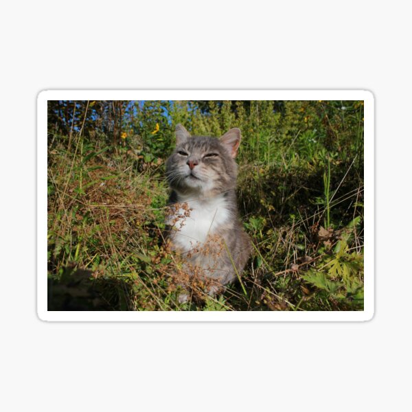 Happy cat Sticker